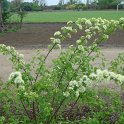 Neviusia alabamensis P2C P7